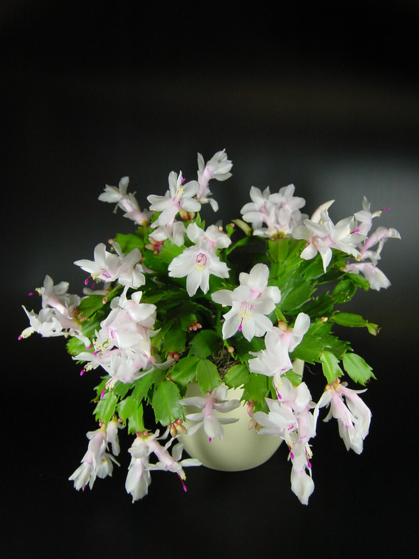 schlumbergera malissa