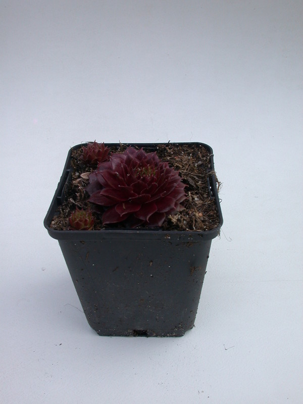 sempervivum rubin 5710