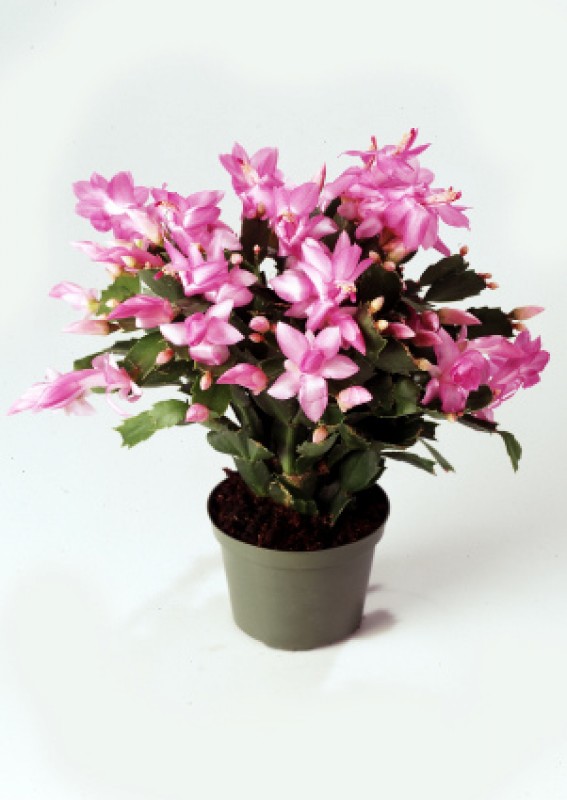 schlumbergera thor zenia
