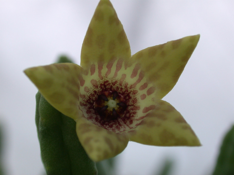tromotriche umdausensis karoo 07
