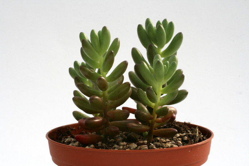 sedum rubrotinctum 7577