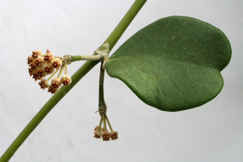 hoya kerrii 4064