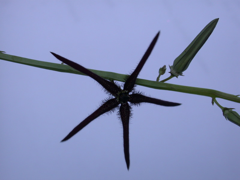 caralluma procumbens india d1664 01