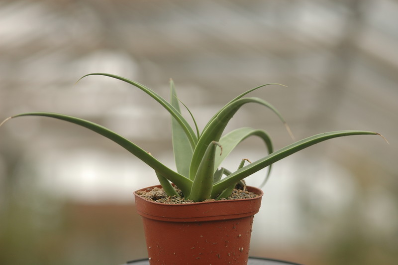 agave bracteosa 8724