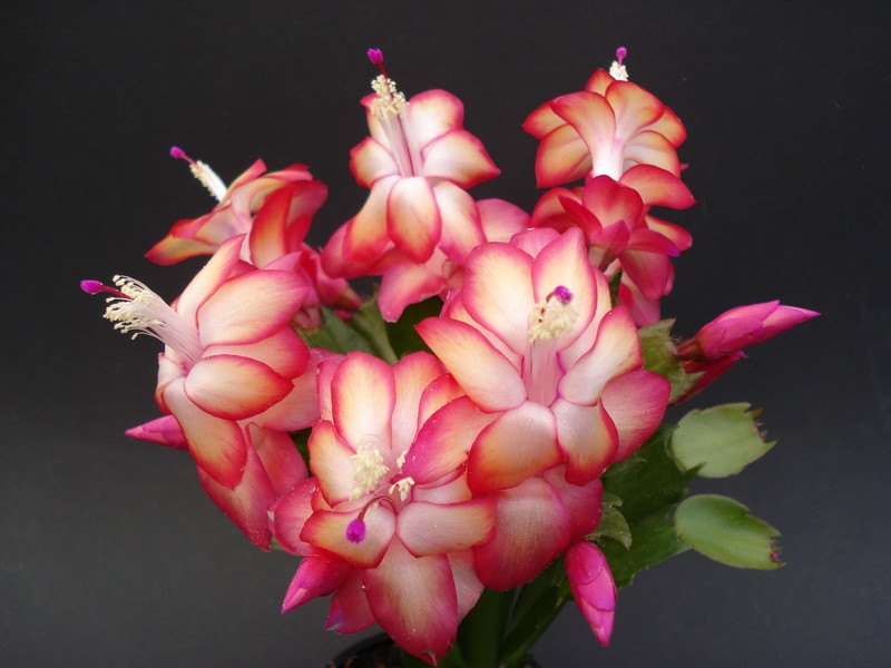 schlumbergera samba brazil 1627