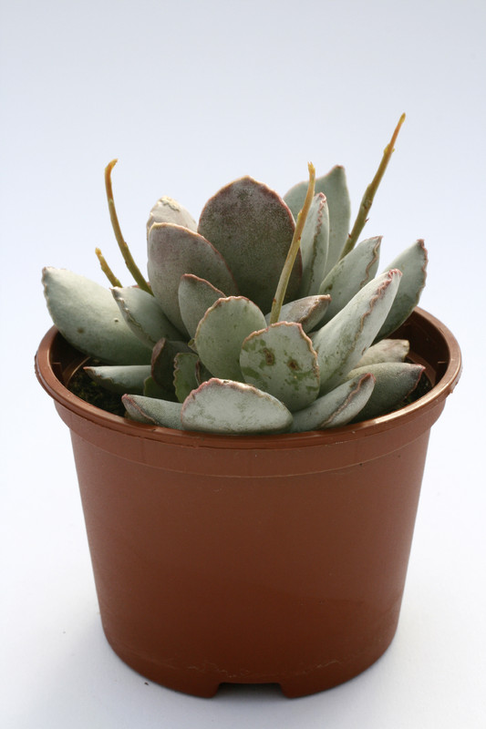 adromischus schuldtianus 7995