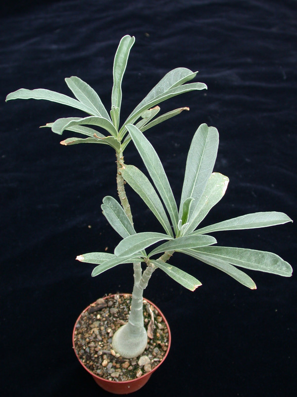 adenium swazicum 05