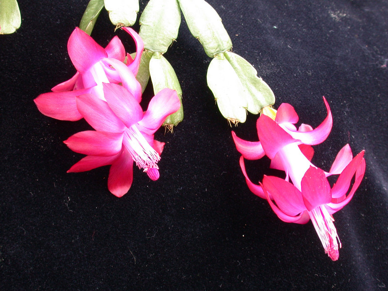 schlumbergera welling cherry 25