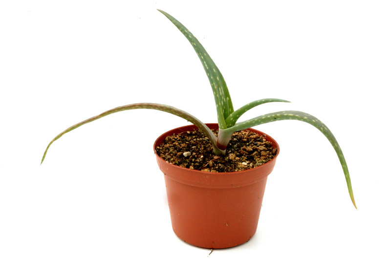 aloe collenetteae 01