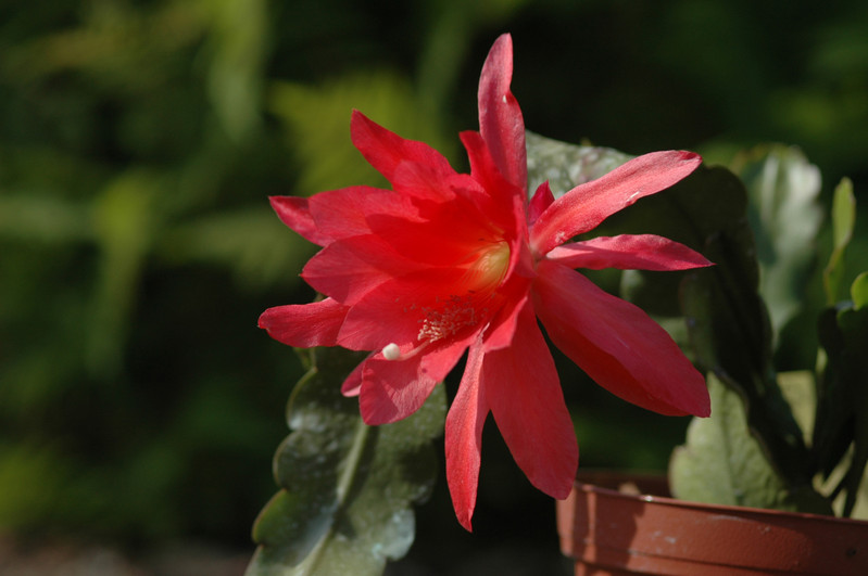 eh cecil cactus 5575 07