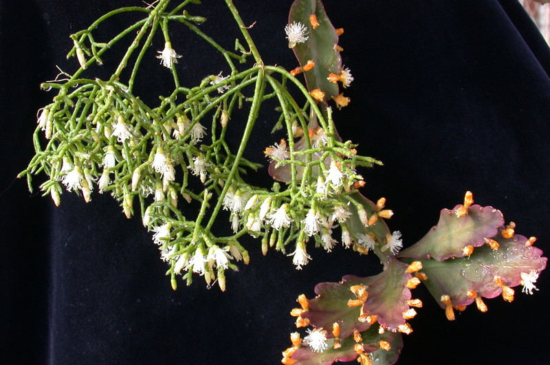 rhipsalis 9114