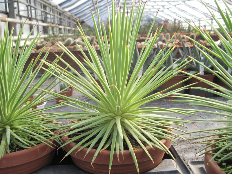 agave stricat nana 3626