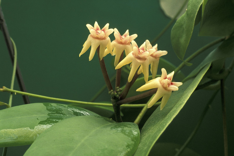 hoya darwinii