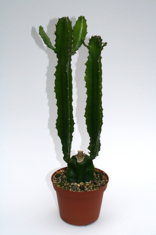 euphorbia vajravelui w 4022