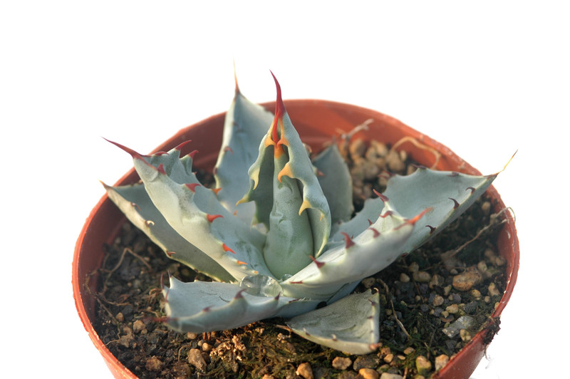 agave wocomahi chi 8537