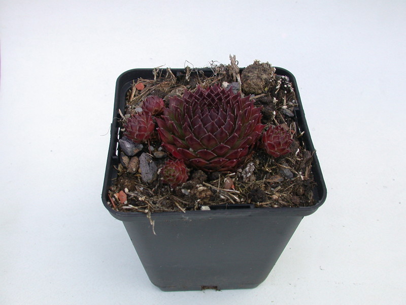 sempervivum noir 5766