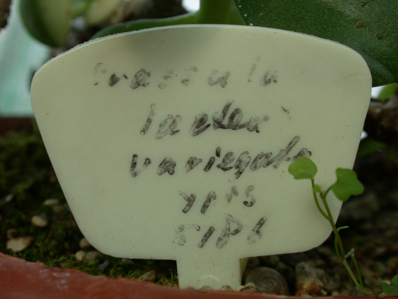 crassula lactea variegata ipps5186 03