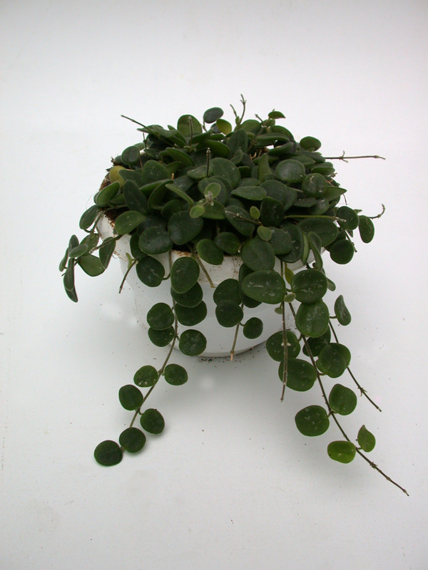 hoya serpens 3951