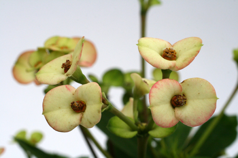 euphorbia milii atlas 1180