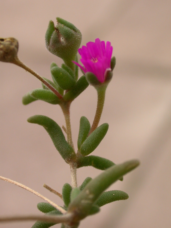 delosperma aberdeenense 02