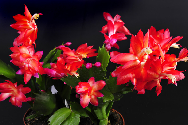 schlumbergera red flame 002