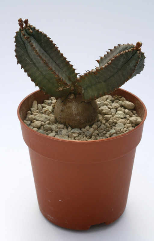 euphorbia tubiglans 7873