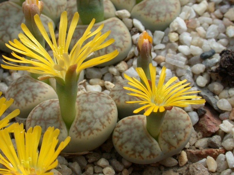 lithops pseudotruncatella alpina c68 01