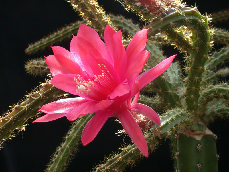 aporocactus knebeli 02