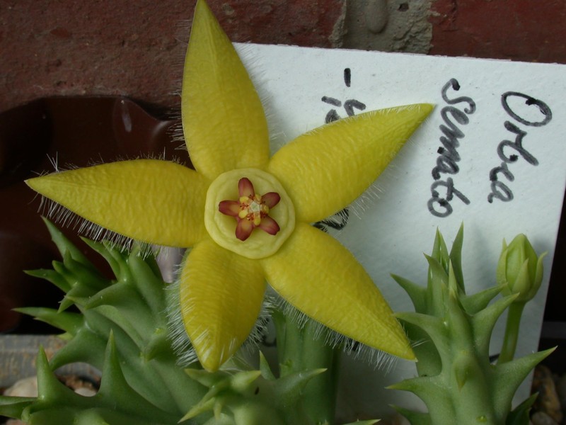 orbea semota yellow flower 03