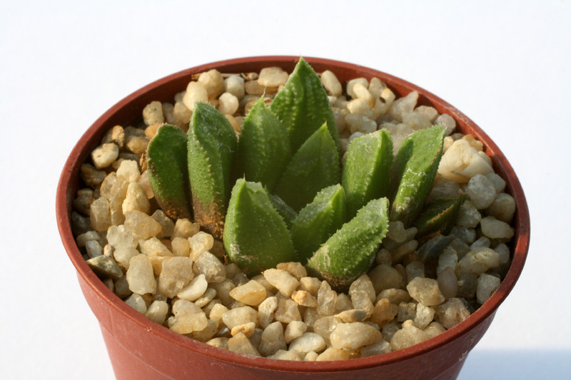 haworthia cv tropic world 0838