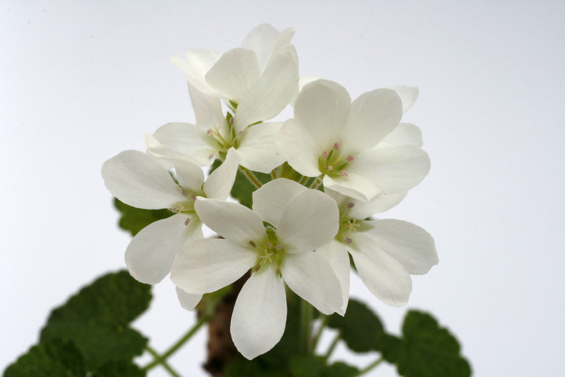 pelargonium cotyledonis 9428