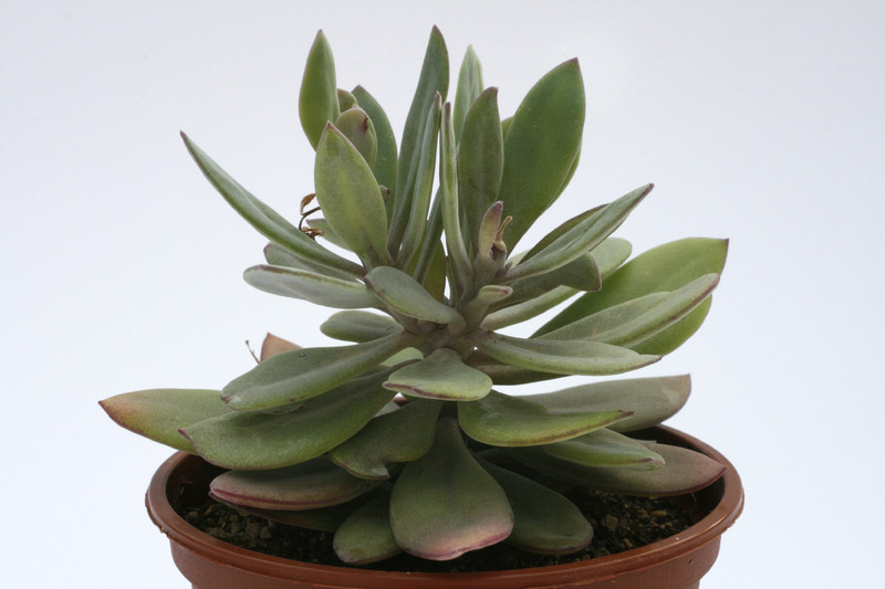 senecio sempervivioides 7821