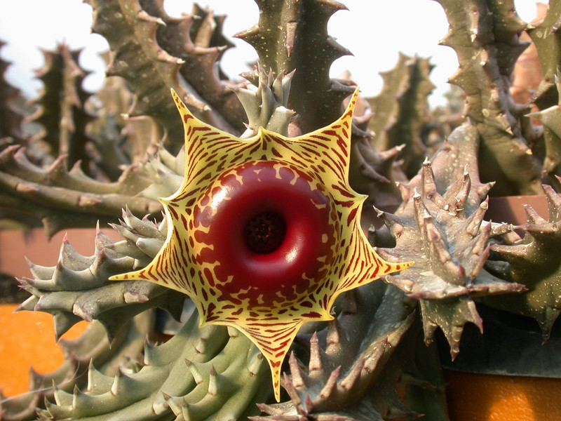 huernia zebrina01