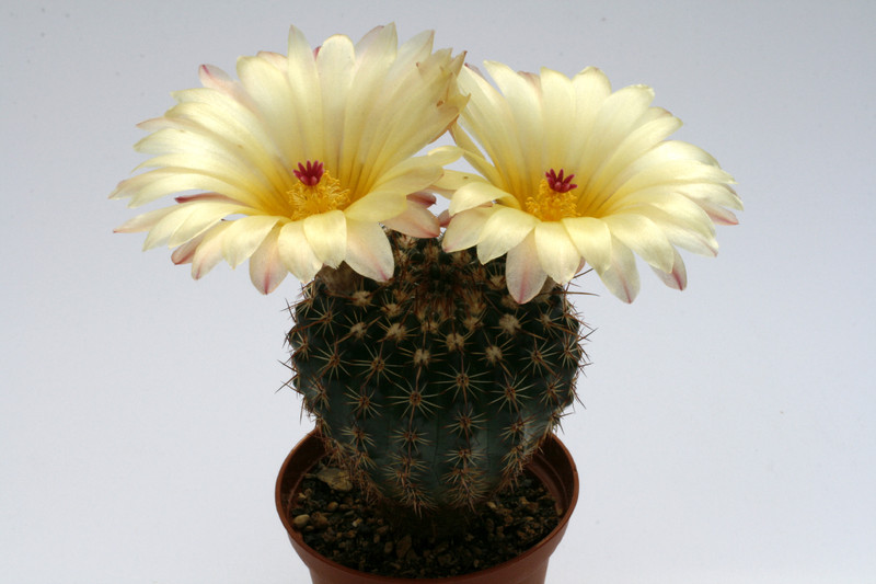 notocactus floricomus wra067 9659