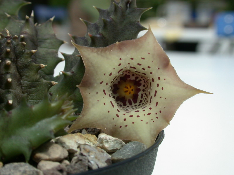 huernia quinta es3326 05