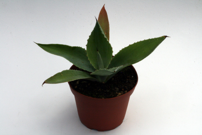 agave parvidentata el salvador 0147