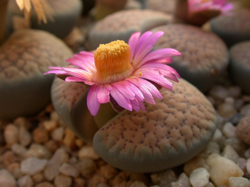 lithops verrucosa gelb rosa 09