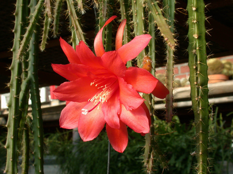 aporocactus naja2