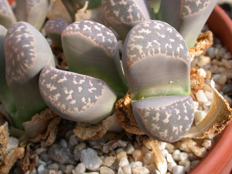 lithops meyeri c272 sb1125 01