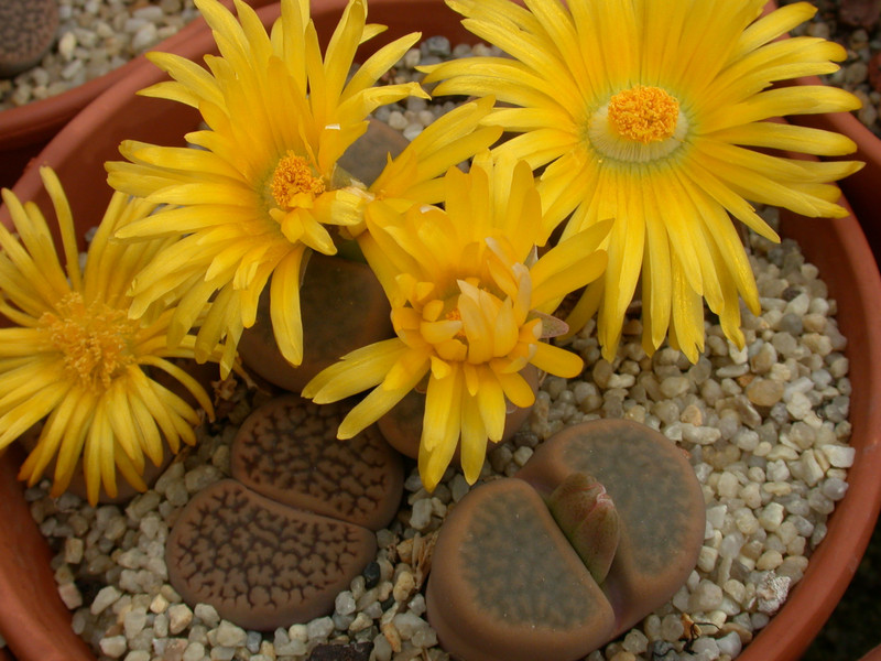 lithops hookeri subfenestrata 03