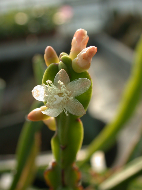 rhipsalis pentaptera 04