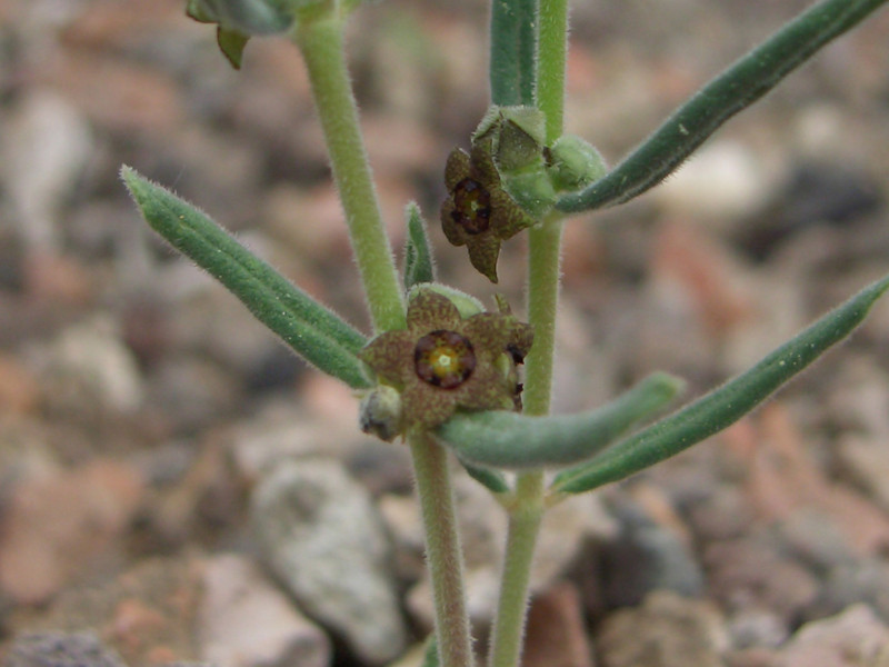brachystelma dinteri 0851