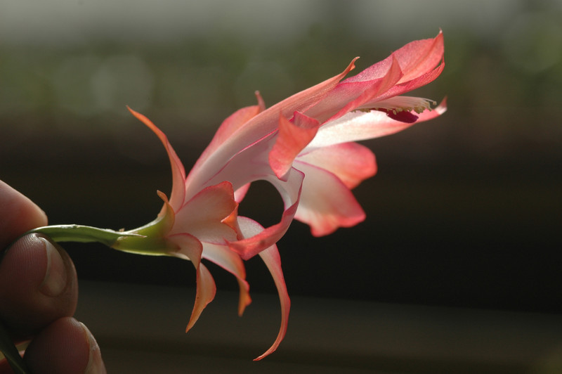 schlumbergera coral cascade 8208