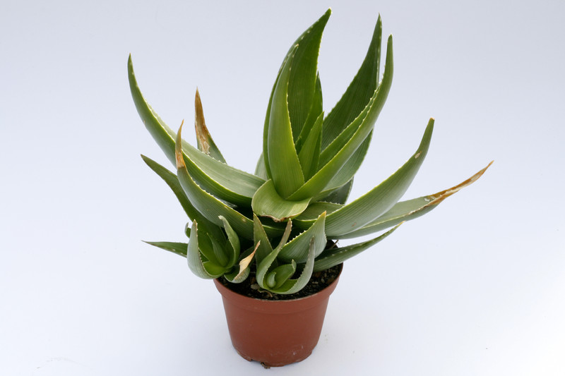 aloe ibitiensis 8120