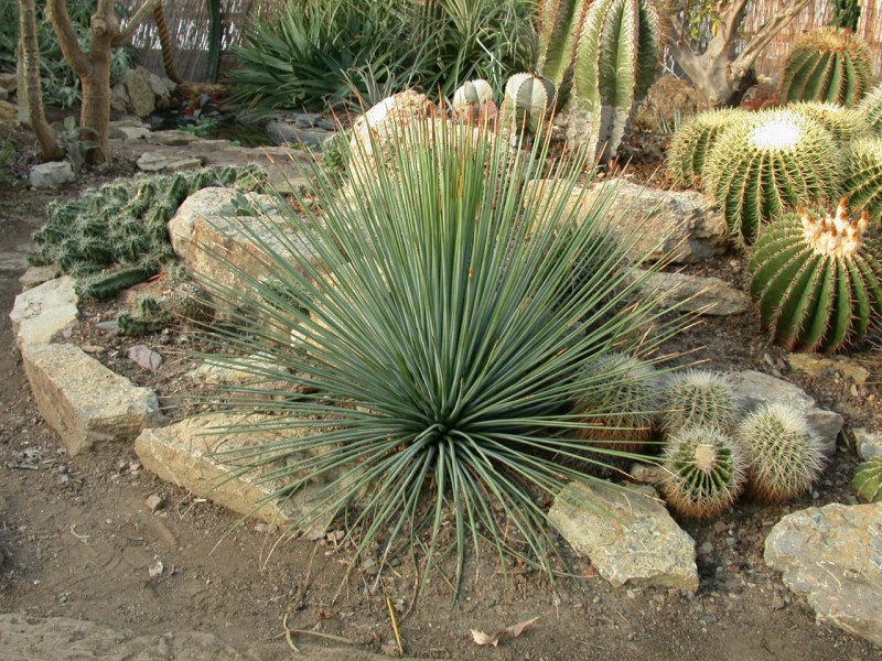 agave stricta