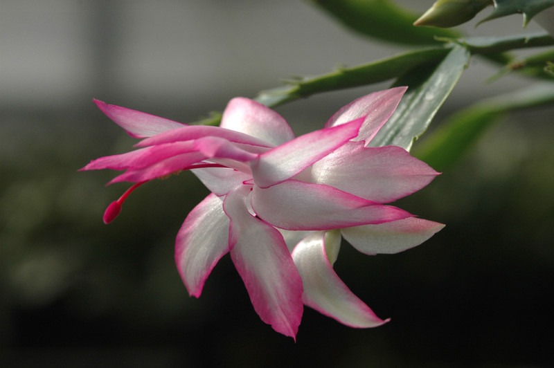 schlumbergera bristol queen 8172