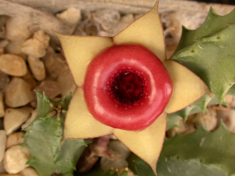huernia insigniflora karoo 11