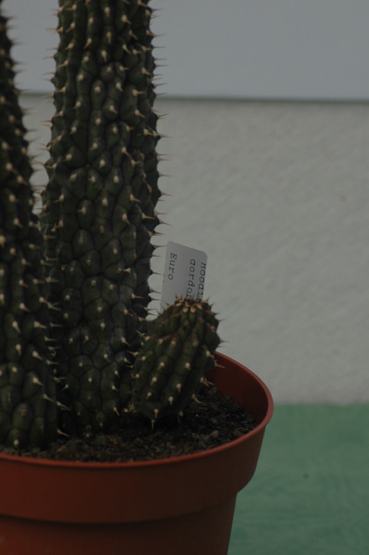 hoodia gordonii 09a