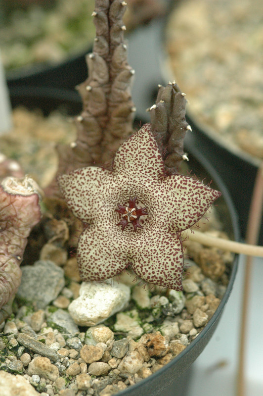 tridentea sp syferfontein es4133 01