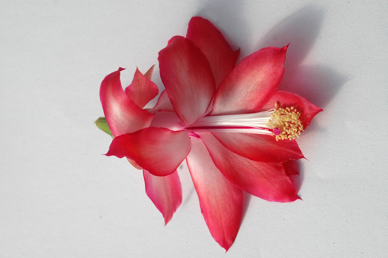 schlumbergera mac 8180